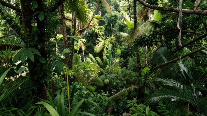 Vegetación de Veracruz: Descubre la RICA FLORA y ECOSISTEMAS 6 Selva veracruzana, exuberante y llena de luz