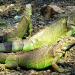 Zoológicos y acuarios recomendados en Colima para familias